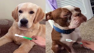 Brush Your Pet With A Wet Toothbrush To Remind Them Of Their Mom🥺 [upl. by Paco85]