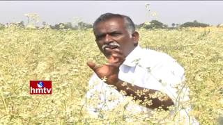 Success Story Of Ajwain Cultivation By Farmer Madhusudhan Reddy  Nela Talli  HMTV [upl. by Atreb]