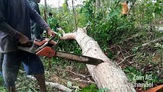 Tebang Pohon Mahoni  Chainsaw New West 628 [upl. by Trellas]