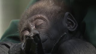 Baby gorilla Jameela arrives at new home in Cleveland [upl. by Tray]