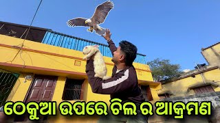 ଠେକୁଆ ଉପରେ ଚିଲ ର ଆକ୍ରମଣ  MINI ZOO ODISHA  CHOW CHOW DOG  pitbul dog  petloverarab86 [upl. by Yenreit]