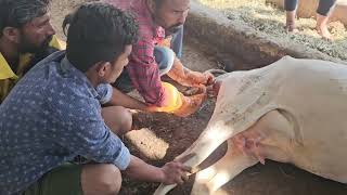 Difficulty in giving Birth in Cow  Dystocia  Obstetrical Operation cow gaushala veterinary [upl. by Alwyn388]