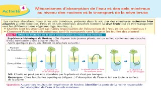 Mécanisme dabsorption de leau et des sels minéraux au niveau des racines شرح بالداريجة svt 1BAC [upl. by Essiralc]