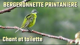 BERGERONNETTE PRINTANIERE petits cris [upl. by Ecital]