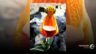 Calceolaria  garden plants [upl. by Primalia]