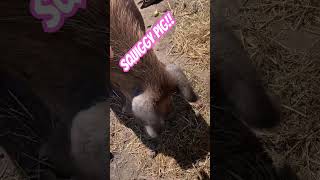 Squiggy sure loves his apples beelerfamilyfarm gardenfarmlife agriculture farmliving cute [upl. by Dragone728]