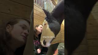 Horse Didnt Trust His Mom Until She Watched Movies With Him  The Dodo [upl. by Peppy]