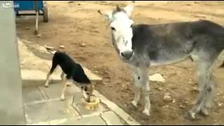 Burro patea a perro por no compartirle comida [upl. by Andel]