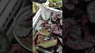 begonia begonias begoniarex begoniaplant plants plantlover gardening plantcollection fyp [upl. by Ahdar]