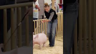 Karis goes from Princess to Villain while showing pigs pigs livestockshow showpigs [upl. by Sheelah]