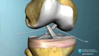 Knee Ligament Anatomy Animation 360p [upl. by Nlocnil199]