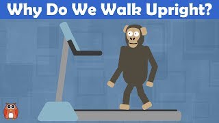 Why Do We Walk Upright The Evolution Of Bipedalism [upl. by Azile]