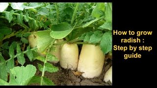 How to grow Radish Step by step complete guide [upl. by Dinah626]