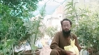 plant nursery tour  plant nursert visit [upl. by Ayanaj]