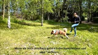 Die Verlorensuche JagdErsatzTraining mit Hund [upl. by Elok115]