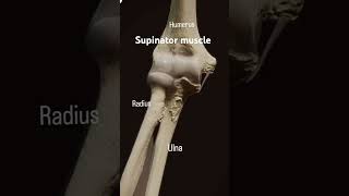 The supinator muscle originate from the lateral epicondyle of humerusanatomy mbbsabroad doctor [upl. by Erodeht]