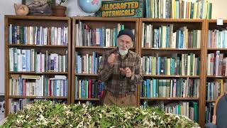 How to Harvest and Process Lungwort with Michael Pilarski quotSkeeterquot [upl. by Misak]