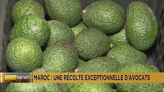 Maroc  une récolte quotexceptionnellequot davocats pour cette saison [upl. by Muriel392]