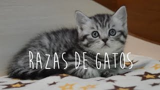 RAZAS DE GATOS  Queridos Animales [upl. by Eedrahc]