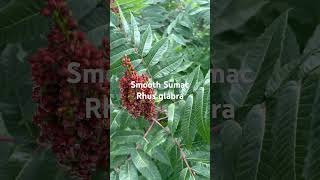 Plant Walk  Smooth Sumac [upl. by Lois]