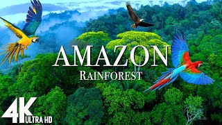 Amazon 4k  The World’s Largest Tropical Rainforest  Relaxation Film with Calming Music [upl. by Aihsemat]