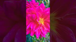 Dinnerplate dahlia growing in a large planter [upl. by Nahsed]