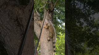 Man catches massive iguana off tree in Burger King parking lot shorts iguana burgerking lizard [upl. by Minabe]