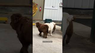 Mini cows go explore the barn on their own highlandcattle minicows cuteanimals babyanimals [upl. by Brina]