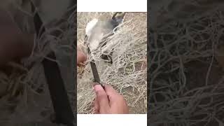 Bird stuck in Cricket nets birds cricket animals savinglives help reels trending trend [upl. by Appledorf599]