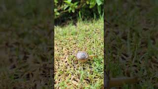 Snail 🐌🐌🐌 Mollusca nature waterfall relaxing relaxingmusic arthropods [upl. by Teerpnam]