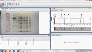 Analisis gel Electroforesis SDS PAGE [upl. by Renrew19]