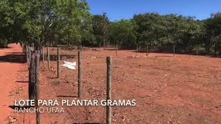 Plantar Grama Batatais por mudas [upl. by Gayle]