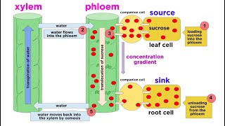 Types of Plant Tissues [upl. by Weywadt942]