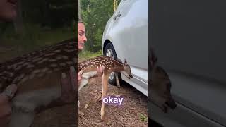 Girl finds baby deer stuck under her car [upl. by Reamy855]