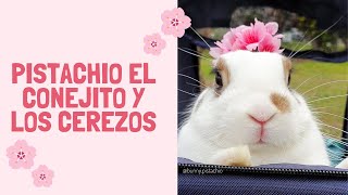 🐰🌸 Pistachio el conejito y los cerezos del parque 🌸🐰 [upl. by Rettuc]