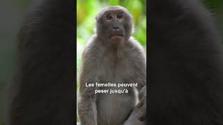 ÉtatsUnis  43 femelles macaques ont fui dun laboratoire [upl. by Valaria]