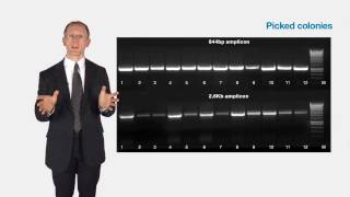 MyTaq DNA Polymerase  Product Overview Features amp Benefits [upl. by Slaughter]