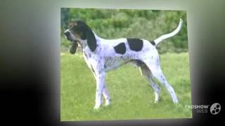 Petit Gascon Saintongeois Dog breed [upl. by Ahsinauq]