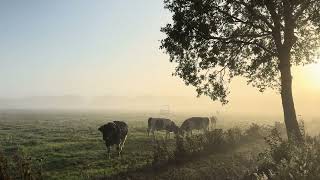 Stieren tijdens een mistige zonsopkomst [upl. by Ahl]