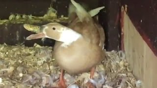 Fawn Indian Runner Duck Fighting To Keep Her Egg [upl. by Malik454]