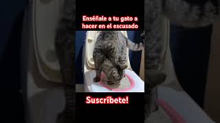 Enséñale a tu gato a hacer del baño en el escusado gatos cat gato catlover mascotas [upl. by Dolf]