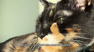 Unveiling the Mystique of Cats in Ancient China cat ’s video catlover [upl. by Bouzoun441]