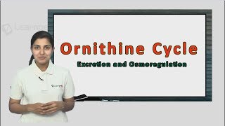 Watch this one video and never forget what Ornithine cycle is [upl. by Anura]