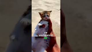 Hasta Kedi ve Yavrularını Kurtaran Harika Adam [upl. by Uuge599]