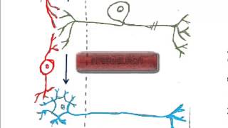 2 Types of Neurons and the Reflex Arc [upl. by Lindahl]