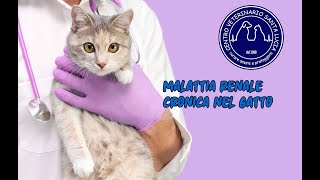 117  I 3 ERRORI FATALI NELLA DIAGNOSI DELLA MALATTIA RENALE CRONICA NEL GATTO [upl. by Yecac641]