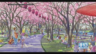 Sacramento Getting Its Own Cherry Blossom Park [upl. by Hcahsem]