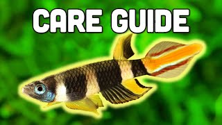 Clown Killifish Care Guide  Stunning 7Colored Killifish for Nano Tanks [upl. by Acirt]