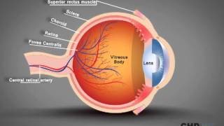 Human Eye Structure Eye Anatomy Explained [upl. by Leo685]