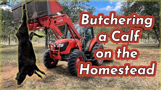 RAISING BEEF CATTLE FOR BEGINNERS – Butchering a Calf for Meat on the Homestead [upl. by Elyse]